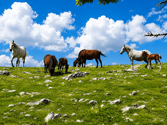 Kamešnica